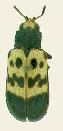   Nympharescus  habitus. 